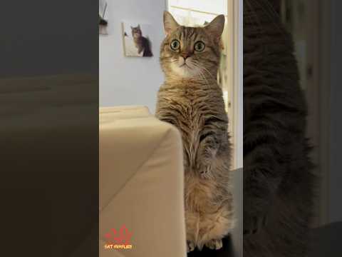 Cat Giggles #255 – Your Daily Dose of Funny Cats! 😻 #shorts #pet #cat #funny #foryou #viralvideo thumbnail