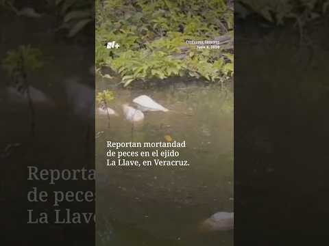 Reportan Mortandad de Peces en Veracruz thumbnail