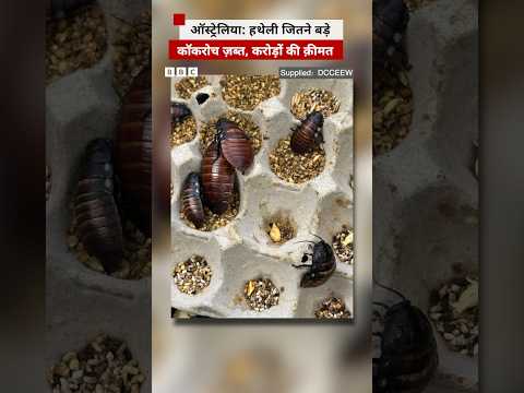 Australia में ज़ब्त हुए 13 करोड़ रुपये के कॉकरोच #australia #cockroach thumbnail