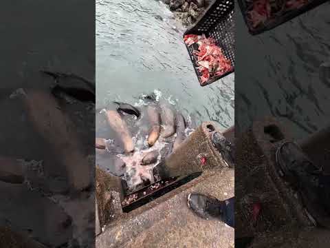 Встреча в тихом океане#shorts #story #sea thumbnail