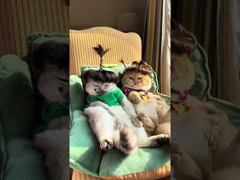 Two idiots #exlittlebeans #funnyvideo #funnycats thumbnail