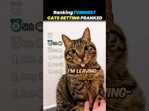 Ranking FUNNIEST CATS GETTING PRANKED Core Moments!! 🐱🥒 thumbnail