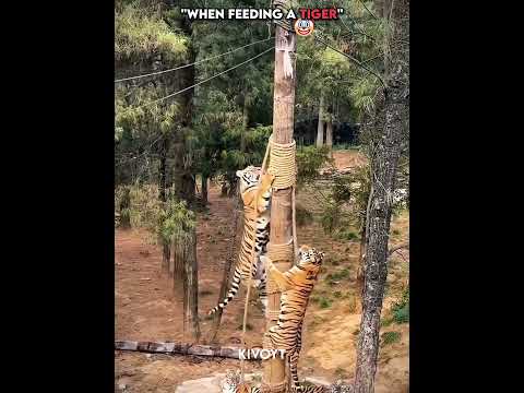 Tiger Vs Lion when feeding 💀 #edit #animal #phonk #usa #europe thumbnail