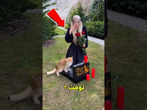 تخيل قطتك اختفت… هتفتقدها قد ايه؟ 😱#shorts thumbnail