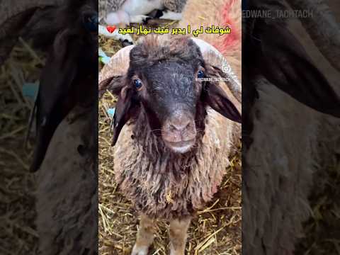 الخروف اول يوم عيد💔💔 thumbnail