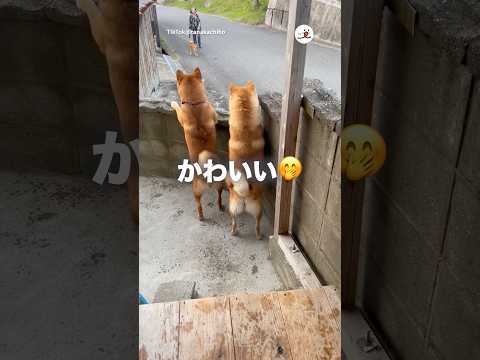 ご近所柴物語｜PECO thumbnail