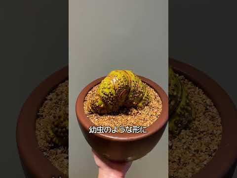 根を育てる竹 thumbnail