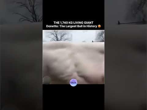 THE 1,740 KG LIVING GIANT Donetto: The Largest Bull in History 😍 thumbnail