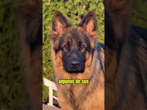 El Secreto De Sus Orejas 🐶 thumbnail