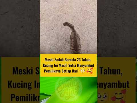 Kucing yang tetap setia diusia senjanya 🥺 #shortvideo #kucing #kucinglucu #cat #catlovers thumbnail