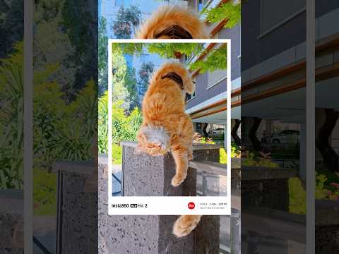 I met a hefty orange cat during a walk in Istanbul & took his photos #Insta360Acepro2 #Actioncamera thumbnail