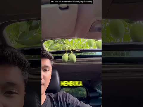 METIK MANGGA PAKAI MOBIL⁉️ thumbnail