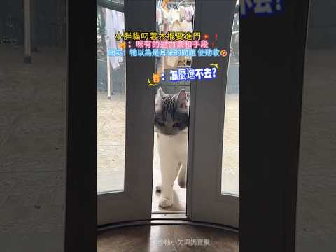 犟種小貓叼木棍進門🚪 🐱：怎麼進不去❓咪有的是力氣和手段❗ 網友：牠以為是耳朵礙事🤣 使勁收🤣 #cat #cute #funny #funnyshorts #shorts thumbnail