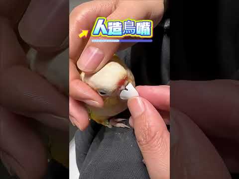 他做出這個動作！感動千萬人🫣 #動作 #動物#shorts 小林Lin’s life thumbnail