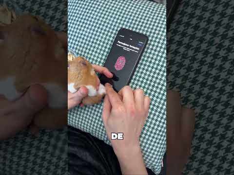 Desbloqueó Su Teléfono Con Su Hamster 😯❤️ thumbnail