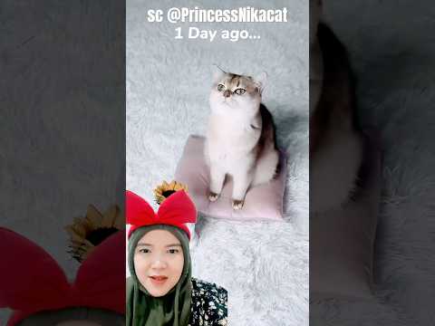 bunga dari miaw‼️PrincessNikacat thumbnail