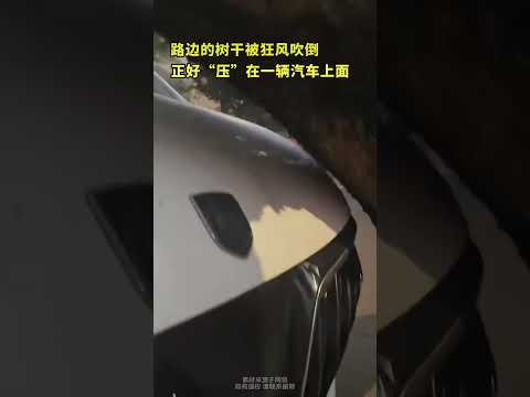路边的树干被狂风吹倒，正好“压”在一辆汽车上面 thumbnail