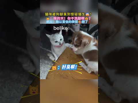 貓咪被狗腳臭到懷疑貓生😱❗🐱：咪的天❗你不洗腳啊😵❓網友：難以置信的表情🤣絕了❗ #cat # #cute #shorts #funny #funnyshorts thumbnail