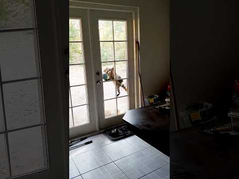 Raccoons Breaking In - Ozzy Man Reviews thumbnail