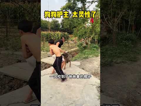 狗狗护主，太灵性 #萌寵 #搞笑 #感人壹幕 #pets #影視解説 #熱門 #大熱門 #animals #精彩影视 #影视聚焦 thumbnail