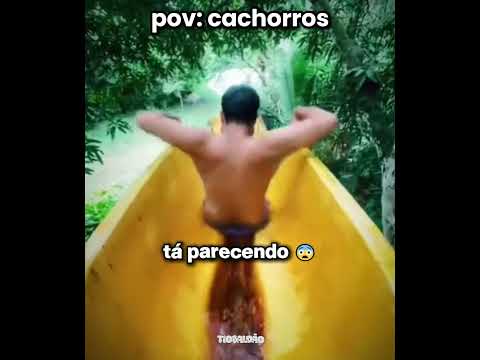 o Marley pulou do telhado kkkkk l #humor #engraçado #cachorro #shorts thumbnail