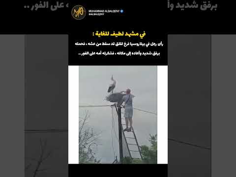 ردة فعل طائر اللقلق مع من أنقذ صغيرها #كوميديات #قطط #ضحك thumbnail