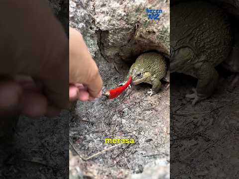 jangan pernah meyeodorkan tangan ke kodok?? thumbnail