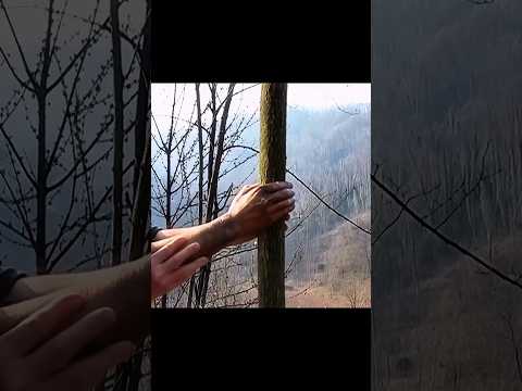 Eksperimen Memegang Pohon Selama 14 Tahun! thumbnail