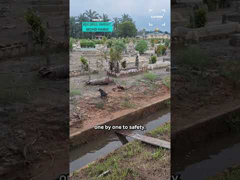 Three Puppies Rescued #animalrescue thumbnail