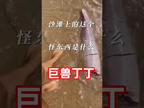 网友海边发现巨兽丁丁!几米长曾被误认为海怪！#动物科普  #海洋生物 #动物冷知识 #鲸鱼 #全球看点 thumbnail