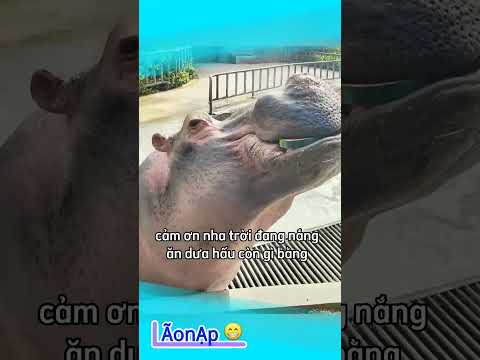 Troll Troll 🤣 #laonap thumbnail