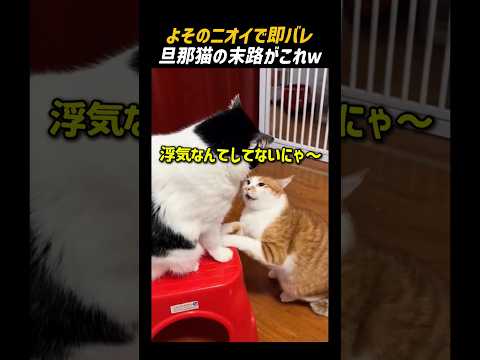 よそのニオイで即バレ旦那猫の末路がこれｗ thumbnail