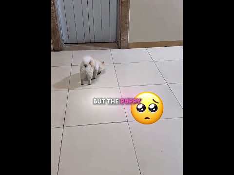 She Helped a Lost Puppy Find Its Family ❤️🐶 thumbnail