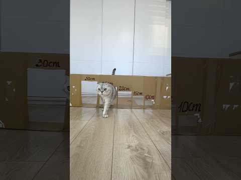 Cats are liquid 😹 #cat #funnycatshorts #cats #catlife thumbnail