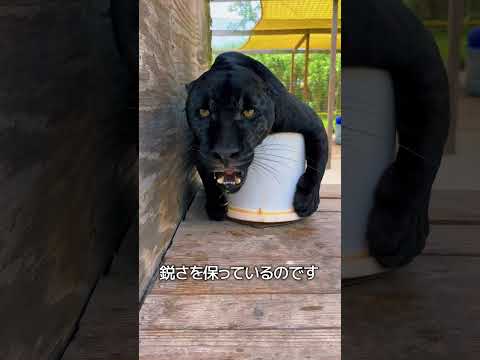 爪を引っ込める理由 thumbnail