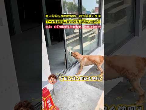 兩隻狗狗見面後默契的一起走向其它房間，下一秒隔著玻璃上演吵架戲碼，結束後又親密同行，網友：它們倆配合的好默契啊，戲精上身了吧！#shorts thumbnail