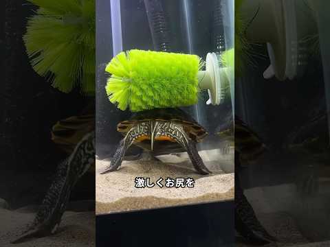 カメの水槽にブラシを入れると起きること thumbnail