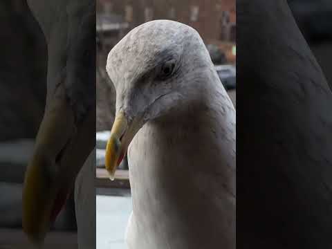 Steven Got A Little Crack On His Beak... 😢 thumbnail