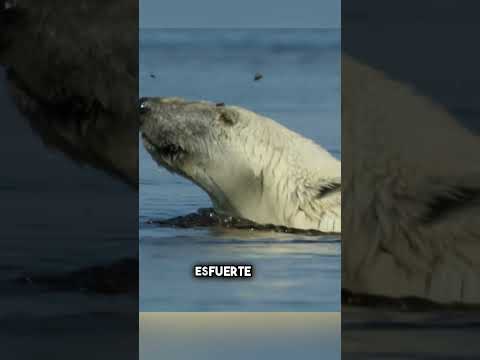 Un oso polar hambriento caza una ballena beluga 🐻‍❄️🐋 #shorts thumbnail