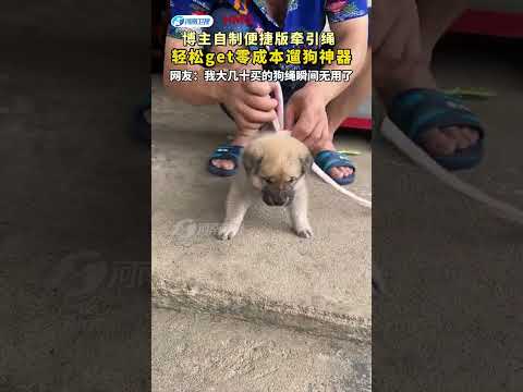 Pet Store Owners Hate This Trick! This Zero-Cost DIY Dog Leash is Pure Genius!#diy#lifehacks#shorts thumbnail