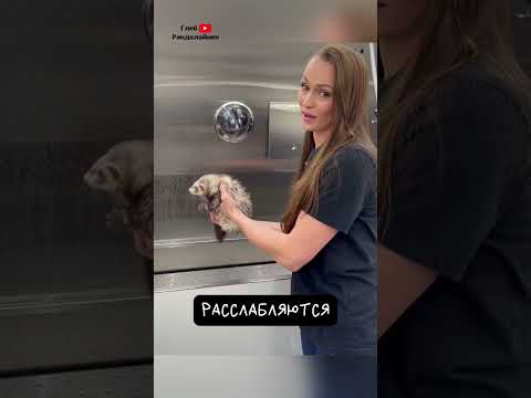 Сон Хорька Это Страшно 💀 thumbnail