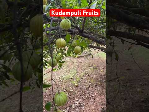 Kudampuli Fruits Plants thumbnail