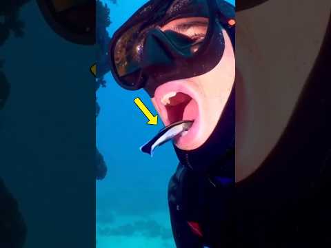 The Ocean’s Underwater Cleaner thumbnail
