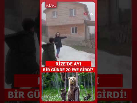 Bir günde 20 eve giren ayı yayla sakinlerini canından bezdirdi! #shorts thumbnail