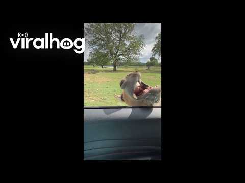 Donkey Waits for Treats With Mouth Open || ViralHog thumbnail