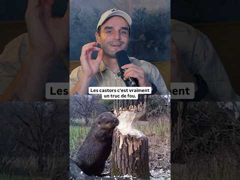 Les castors c’est vraiment incroyable ! 🦫 #shorts thumbnail
