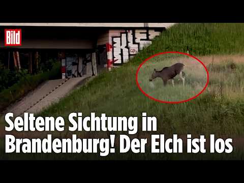 BRANDENBURG: Plötzlich wandert ein Elch an einer Autobahn entlang! Seltene Sichtung! thumbnail