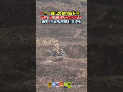 狗子坐摩托车开心快乐 thumbnail