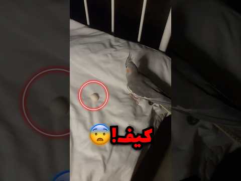 الحمام جاب العيد في سريرها وسواها!! thumbnail