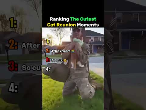 Ranking The Cutest Cat Reunion Moments #cat thumbnail